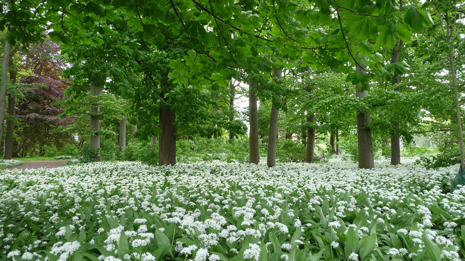 En grön park med vita blommor som växer på marken runt ett träd.
