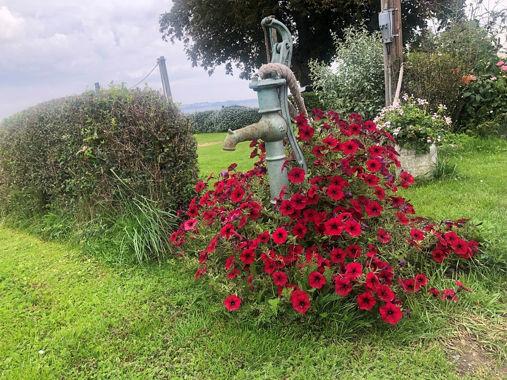 Blommor runt en vattenpump