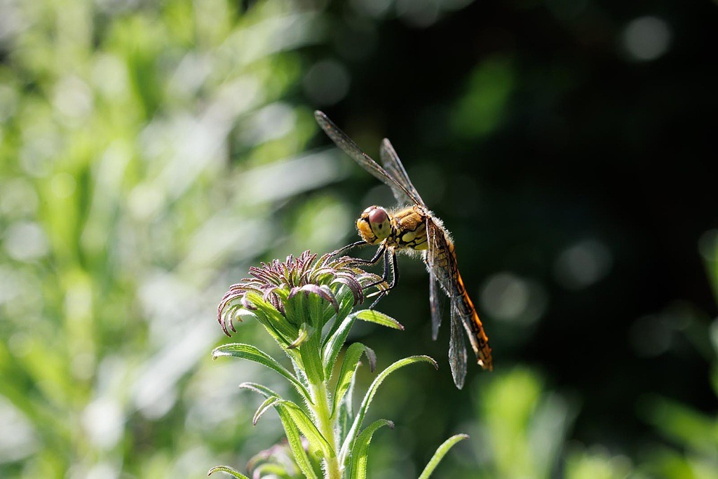 En trollslända har landat på en blomma.