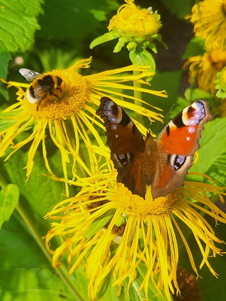 En fjäril fångar nektar på en maskros.