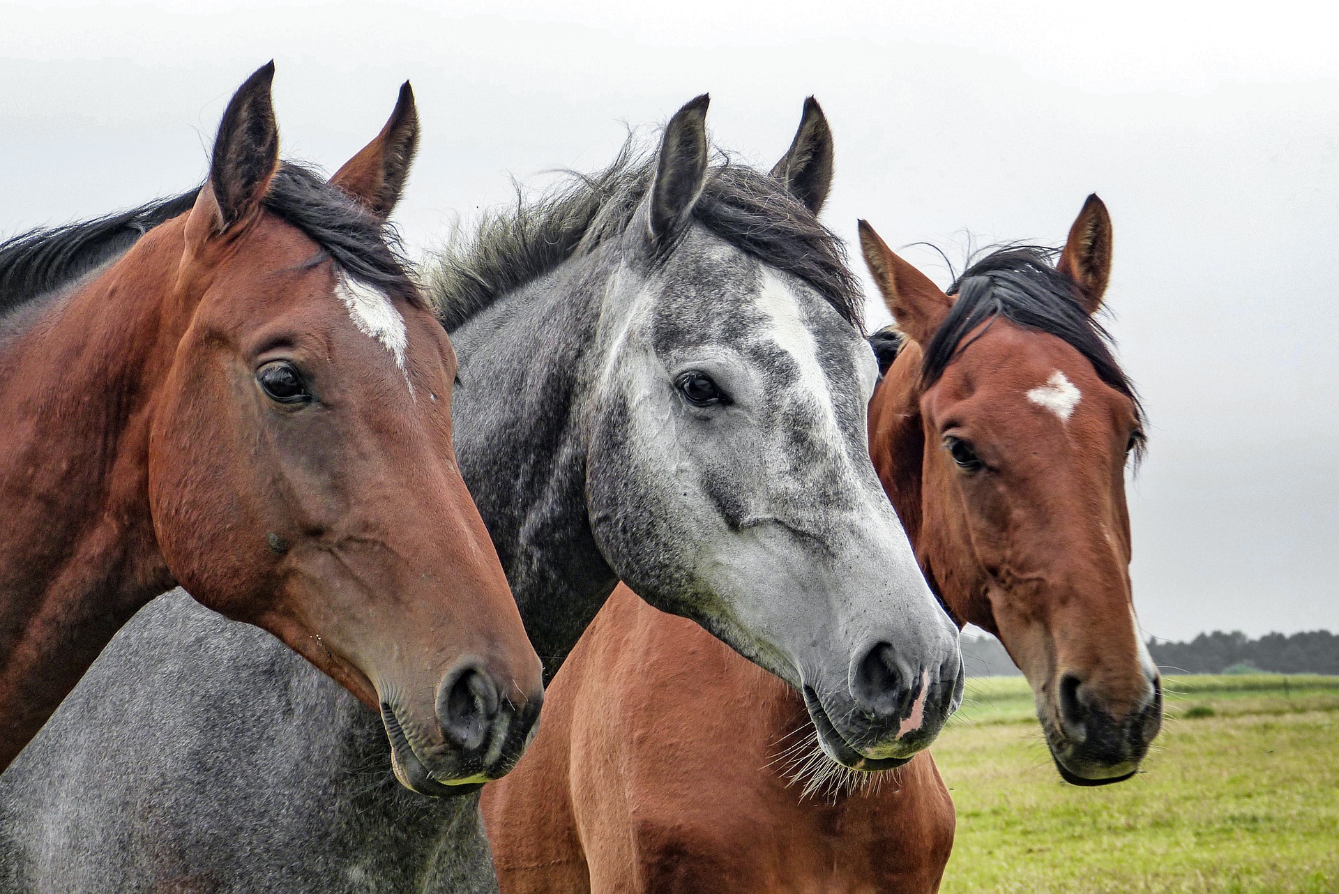 Hästar. Foto: WolfBlur via Pixabay